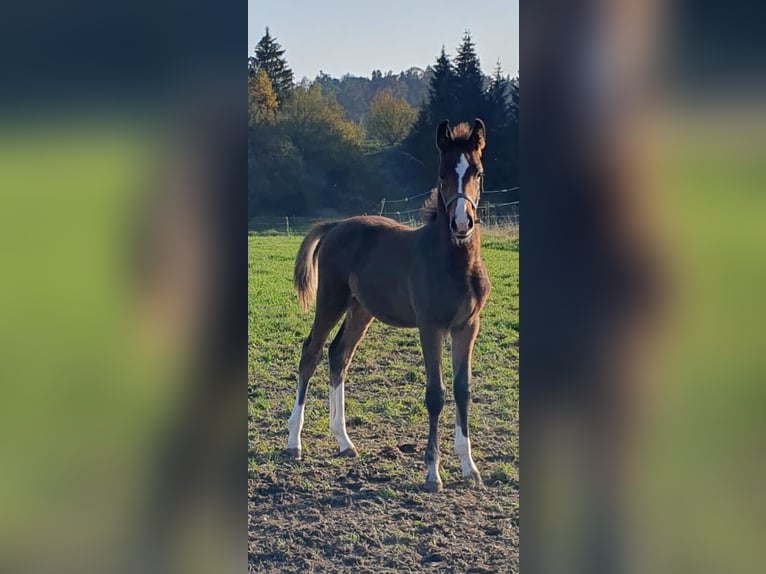 Zangersheide Hengst 1 Jaar Bruin in Bayerisch Gmain