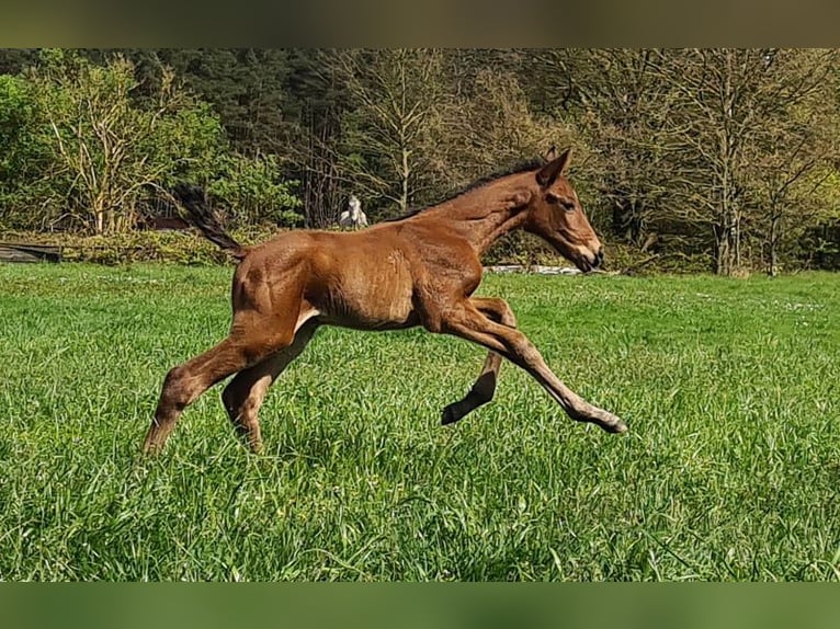 Zangersheide Hengst 1 Jaar Bruin in Göhrde Plumbohm