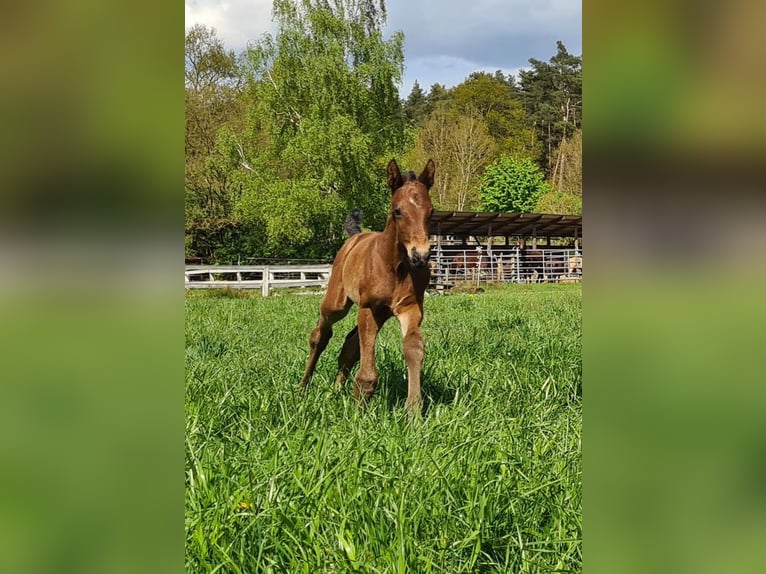 Zangersheide Hengst 1 Jaar Bruin in Göhrde Plumbohm