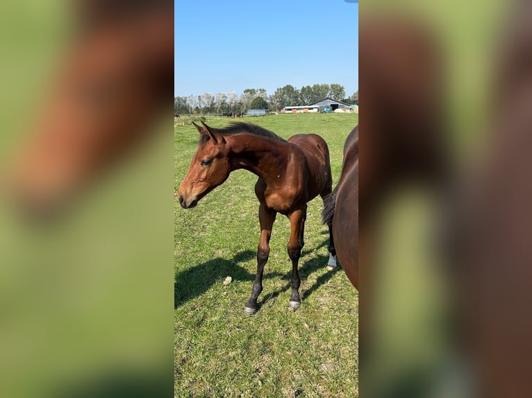 Zangersheide Hengst 1 Jaar Bruin in Ihlow