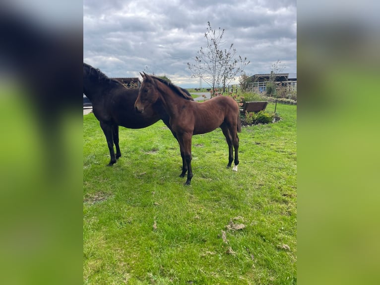 Zangersheide Hengst 1 Jaar Bruin in Ihlow