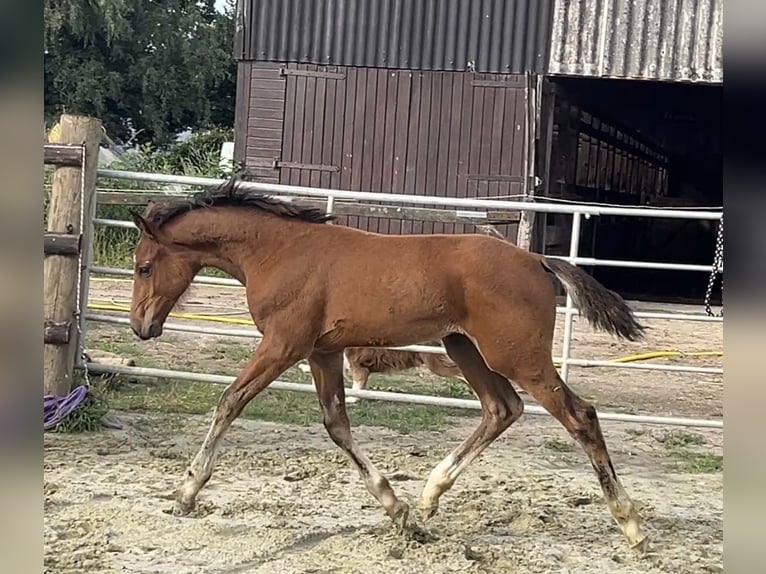 Zangersheide Hengst 1 Jaar Bruin in Kevelaer