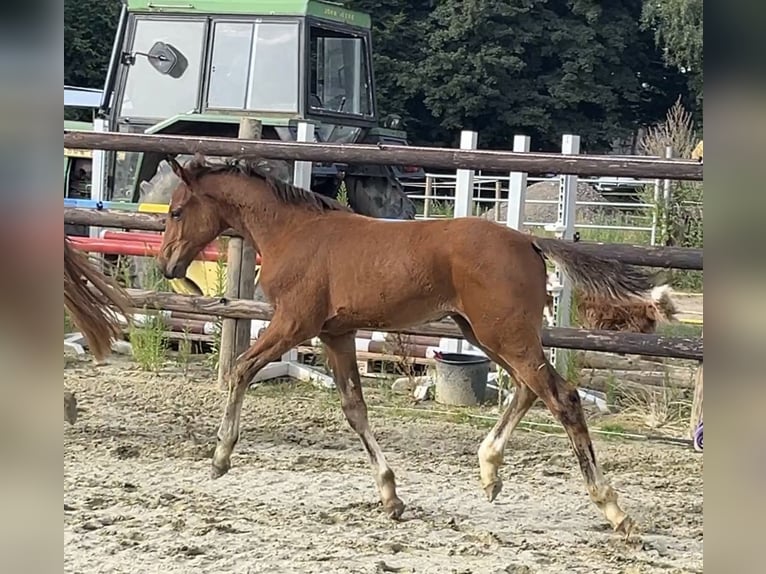 Zangersheide Hengst 1 Jaar Bruin in Kevelaer