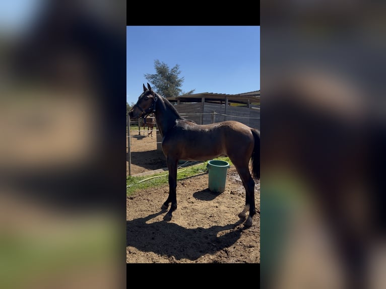 Zangersheide Hengst 1 Jaar Bruin in Latina