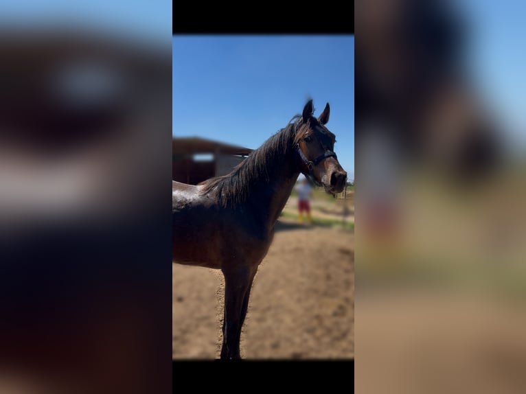 Zangersheide Hengst 1 Jaar Bruin in Latina