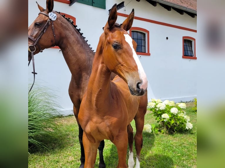 Zangersheide Hengst 1 Jaar Bruin in Nowy Tomysl