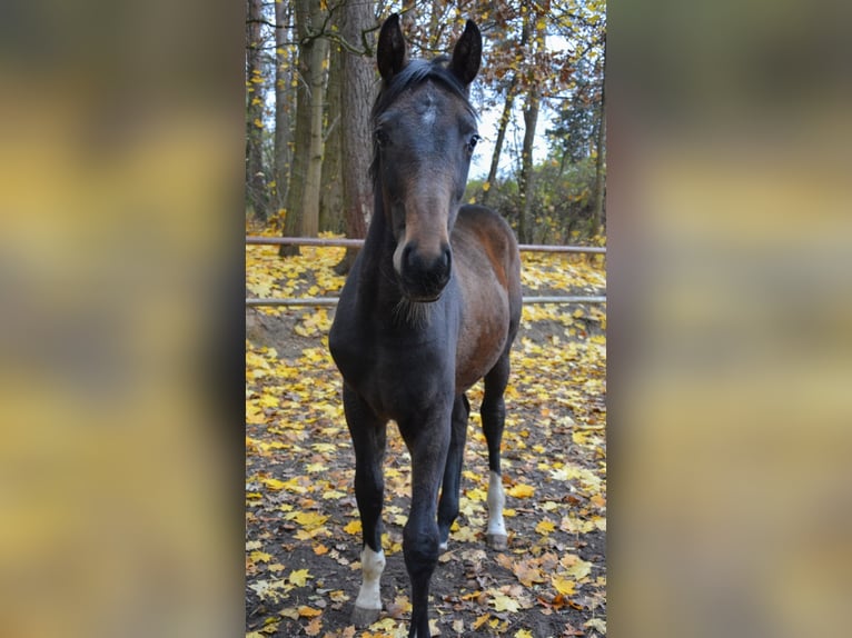 Zangersheide Hengst 1 Jaar Donkerbruin in Poznan