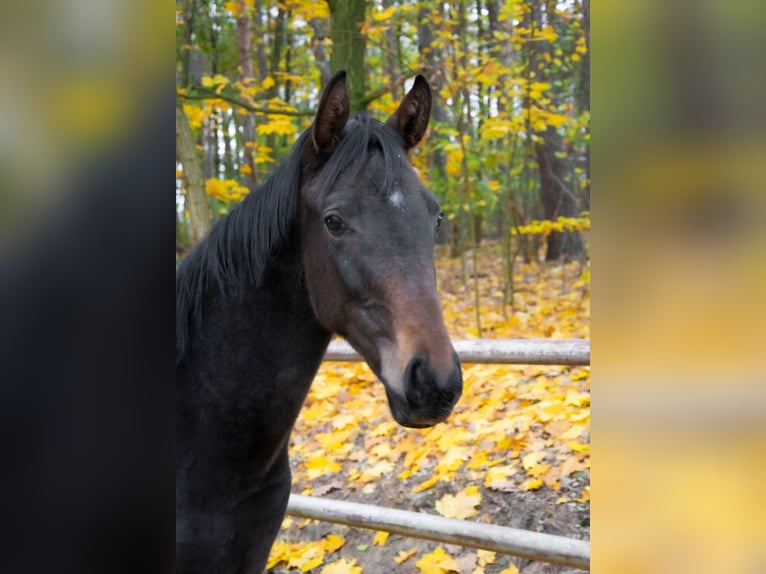 Zangersheide Hengst 1 Jaar Donkerbruin in Poznan