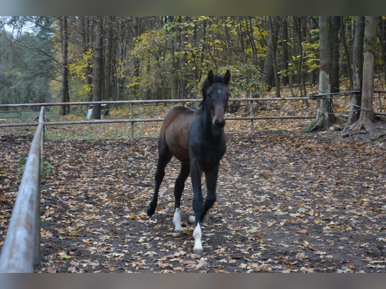 Zangersheide Hengst 1 Jaar Donkerbruin in Poznan