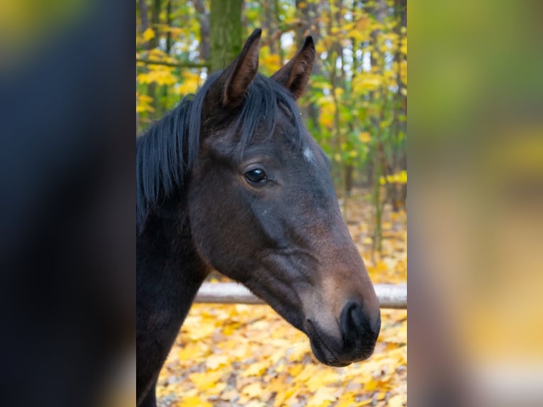 Zangersheide Hengst 1 Jaar Donkerbruin in Poznan