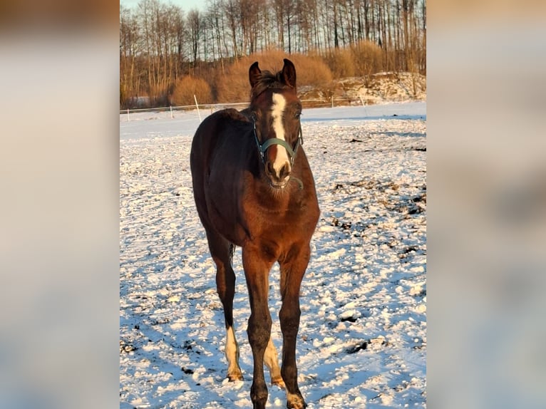 Zangersheide Hengst 1 Jaar Donkerbruin in Przasnysz