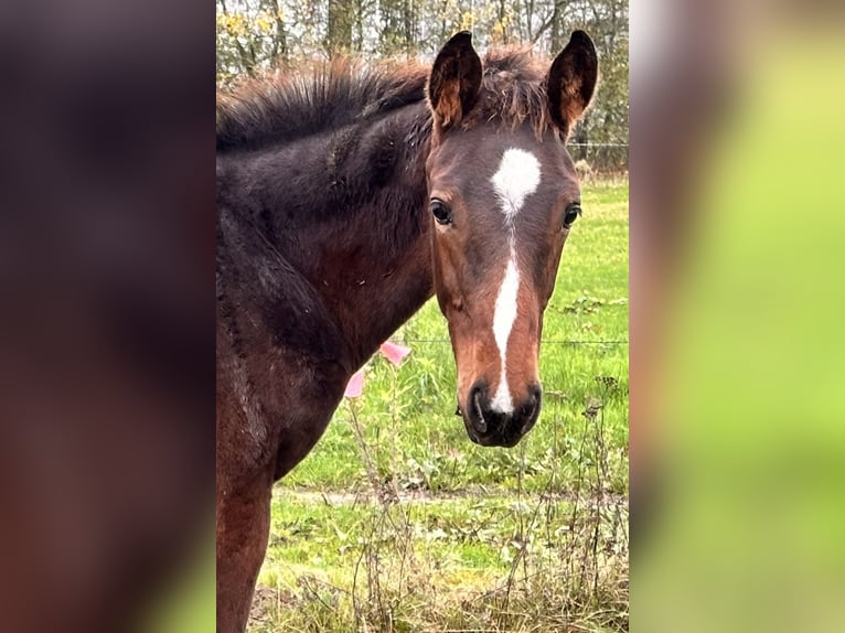 Zangersheide Hengst 1 Jaar Donkerbruin in Belfeld