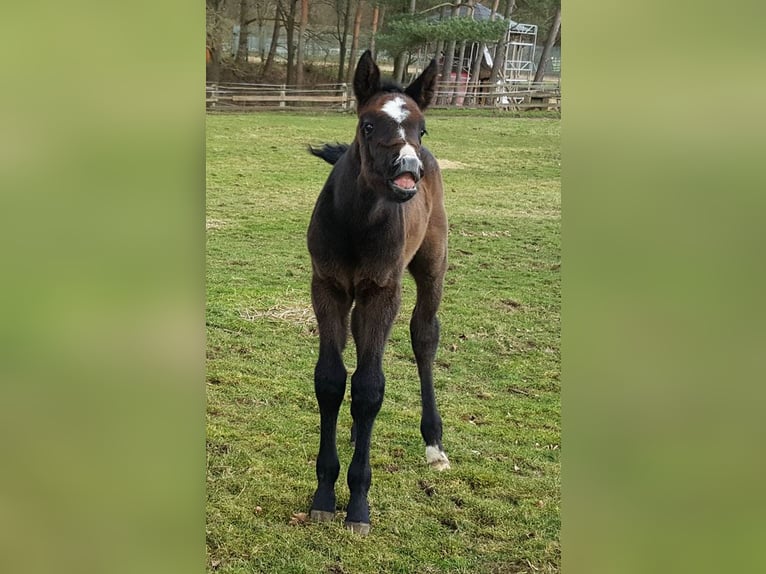 Zangersheide Hengst 1 Jaar Donkerbruin in Göhrde Plumbohm