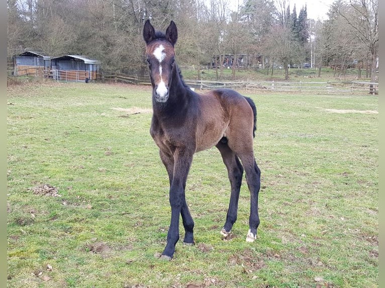 Zangersheide Hengst 1 Jaar Donkerbruin in Göhrde Plumbohm