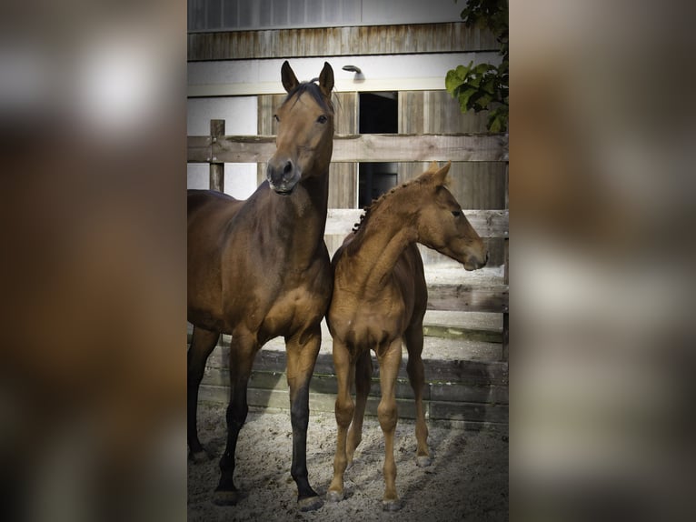 Zangersheide Hengst 1 Jaar Donkere-vos in Hannut