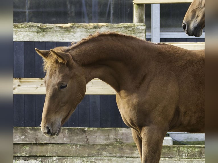 Zangersheide Hengst 1 Jaar Donkere-vos in Hannut