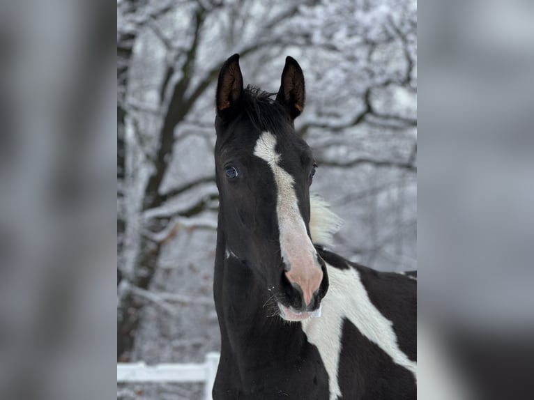 Zangersheide Hengst 1 Jaar Gevlekt-paard in Mokrzyska