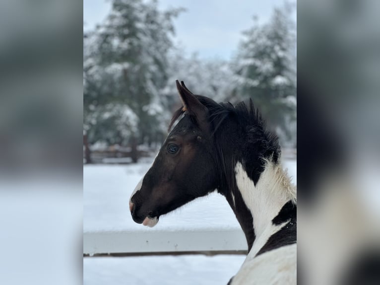 Zangersheide Hengst 1 Jaar Gevlekt-paard in Mokrzyska