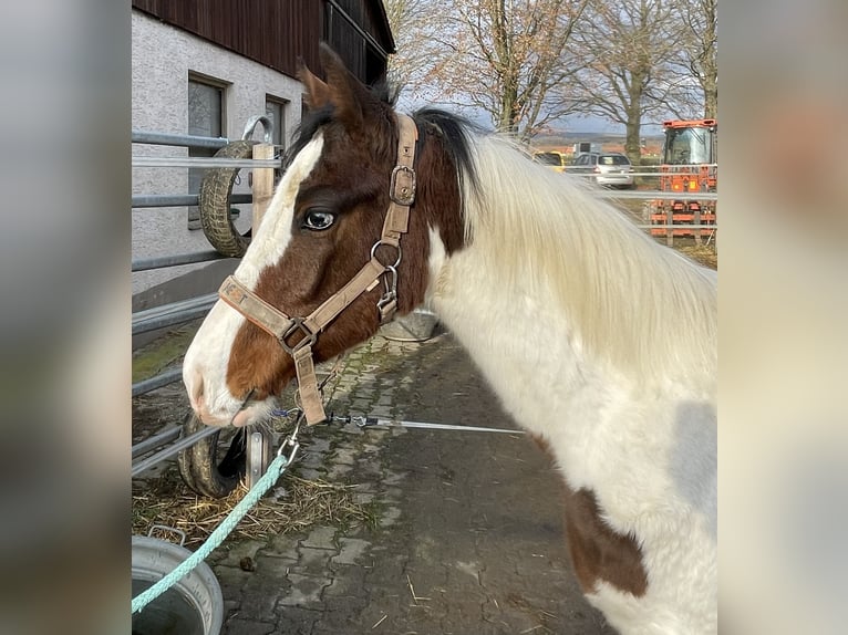 Zangersheide Hengst 1 Jaar Gevlekt-paard in Untermarchtal