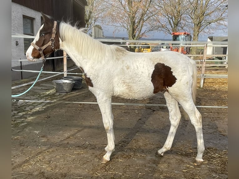 Zangersheide Hengst 1 Jaar Gevlekt-paard in Untermarchtal