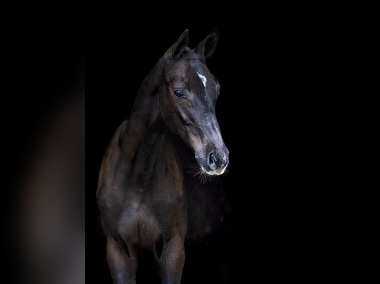 Zangersheide Hengst 1 Jaar Roodbruin in Tök