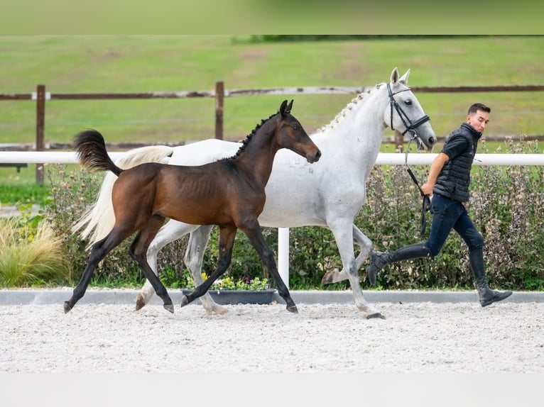 Zangersheide Hengst 1 Jaar Roodbruin in Tök