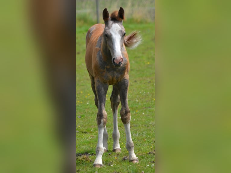 Zangersheide Hengst 1 Jaar Schimmel in Brecht