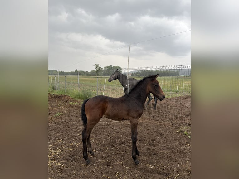 Zangersheide Hengst 1 Jaar Schimmel in Gzin
