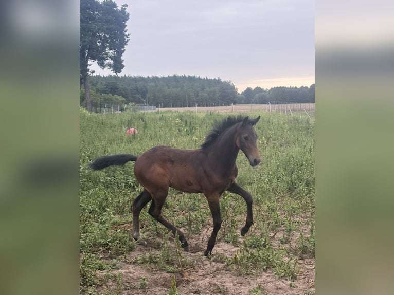 Zangersheide Hengst 1 Jaar Schimmel in Gzin
