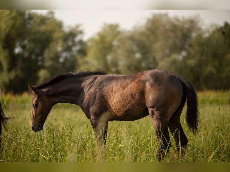 Zangersheide Hengst 1 Jaar Schimmel in Gzin