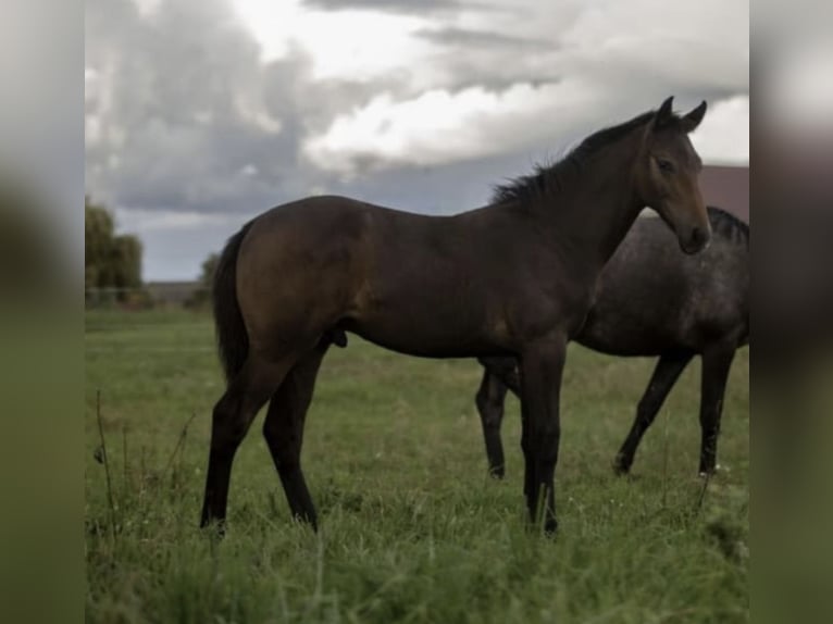 Zangersheide Hengst 1 Jaar Schimmel in Gzin