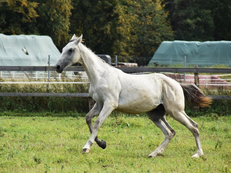 Zangersheide Hengst 1 Jaar Schimmel in Pęklewo