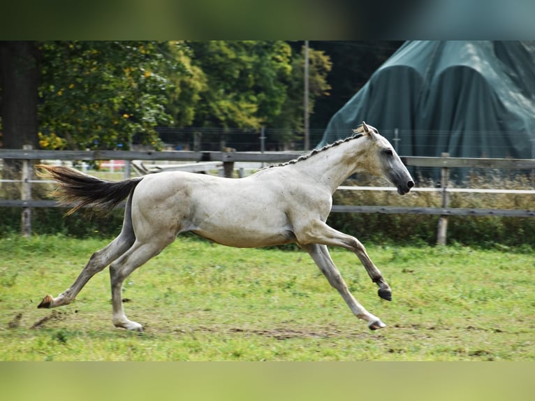 Zangersheide Hengst 1 Jaar Schimmel in Pęklewo