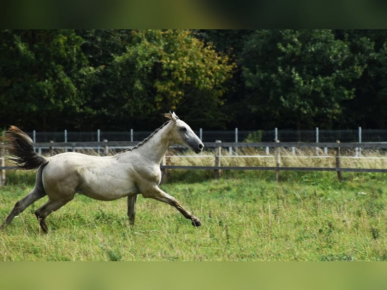 Zangersheide Hengst 1 Jaar Schimmel in Pęklewo