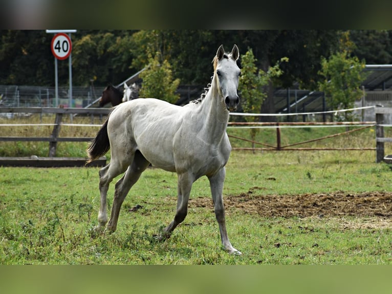 Zangersheide Hengst 1 Jaar Schimmel in Pęklewo