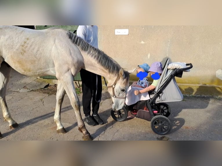 Zangersheide Hengst 1 Jaar Schimmel in Pęklewo