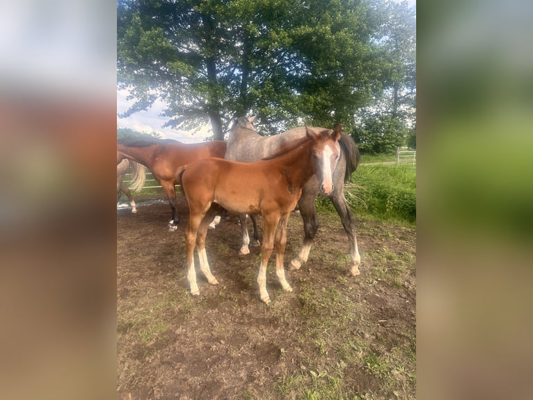 Zangersheide Hengst 1 Jaar Schimmel in Schwarmstedt