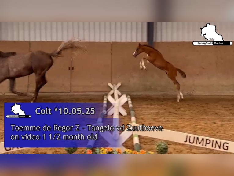Zangersheide Hengst 1 Jaar Schimmel in Seetz