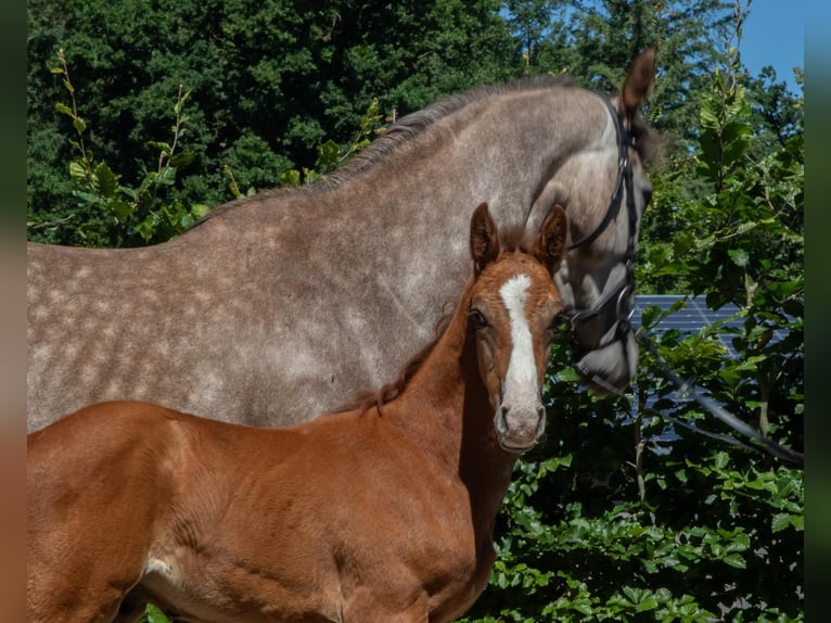Zangersheide Hengst 1 Jaar Schimmel in Seetz