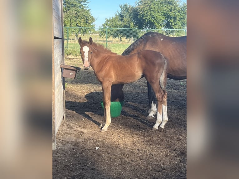 Zangersheide Hengst 1 Jaar Vos in Boortmeerbeek
