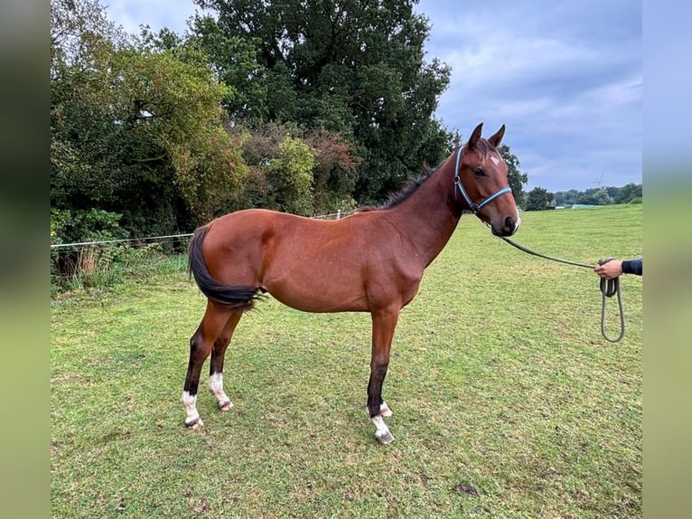Zangersheide Hengst 2 Jaar 148 cm Bruin in Satow