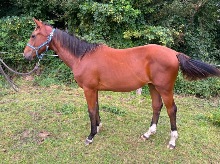 Zangersheide Hengst 2 Jaar 148 cm Bruin in Satow