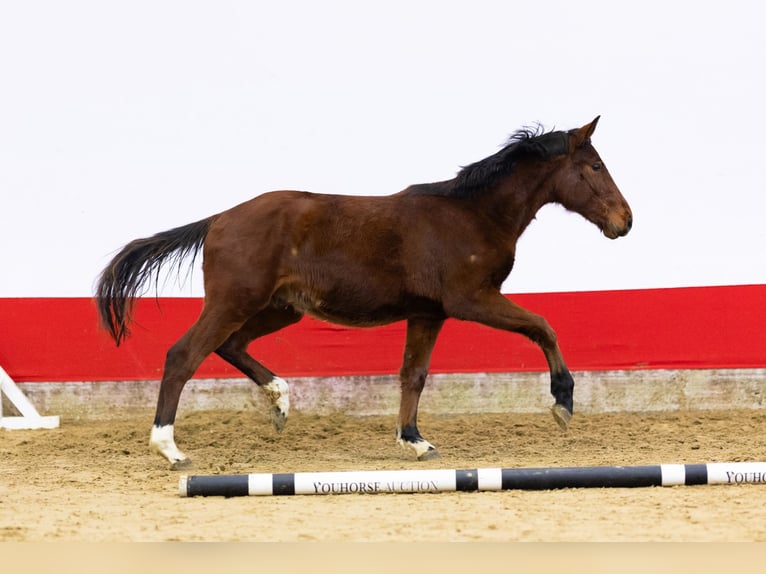 Zangersheide Hengst 2 Jaar 149 cm Bruin in Waddinxveen