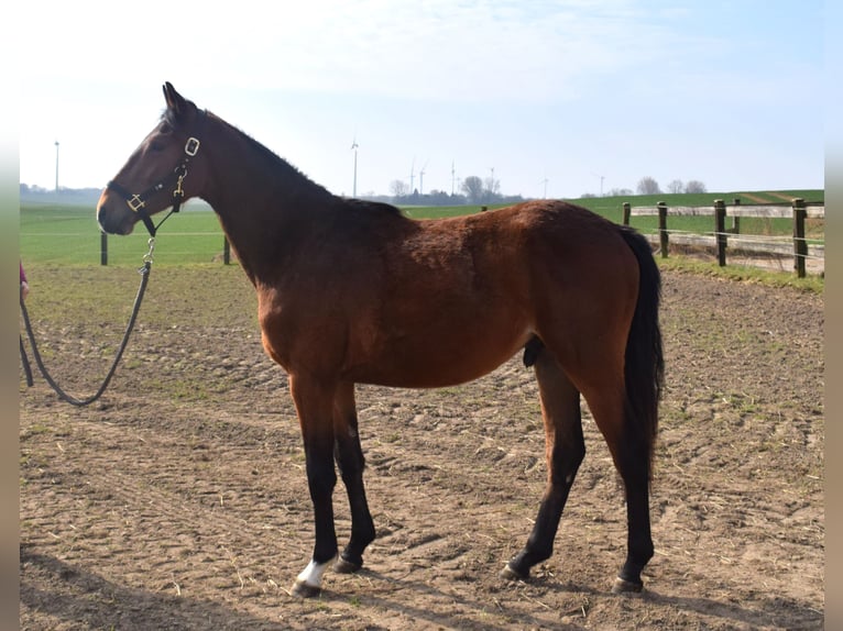 Zangersheide Hengst 2 Jaar 150 cm in Satow