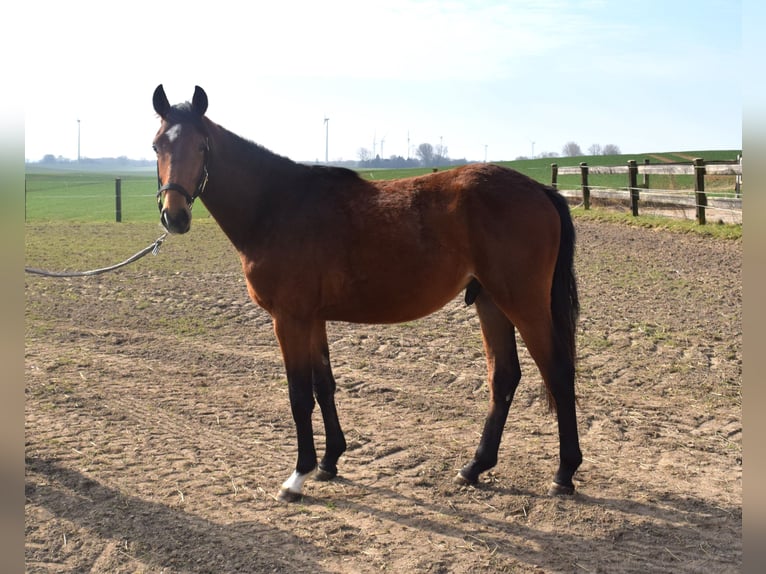 Zangersheide Hengst 2 Jaar 150 cm in Satow