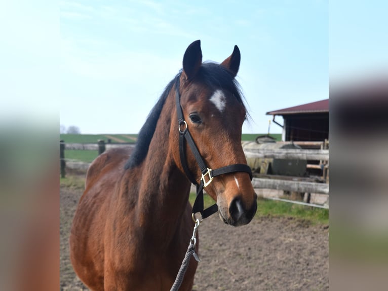Zangersheide Hengst 2 Jaar 150 cm in Satow
