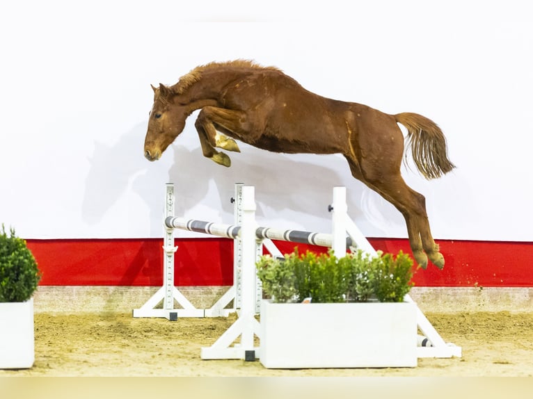 Zangersheide Hengst 2 Jaar 153 cm Vos in Waddinxveen