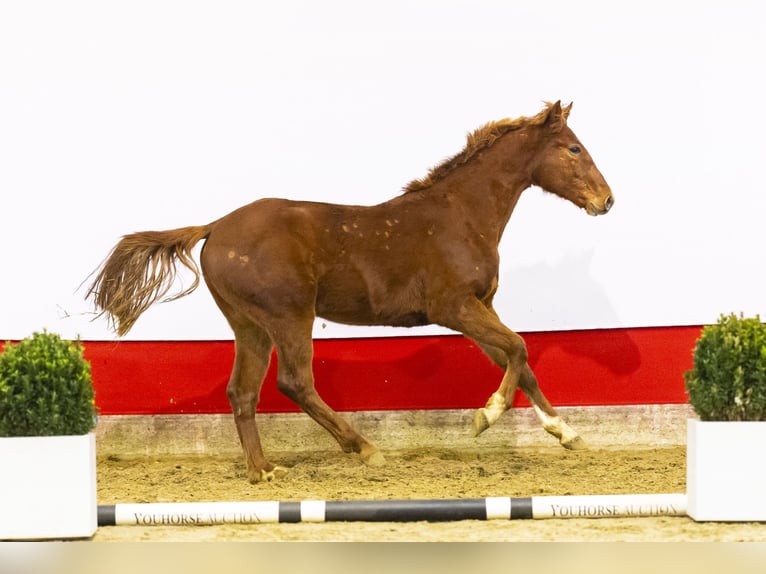 Zangersheide Hengst 2 Jaar 153 cm Vos in Waddinxveen