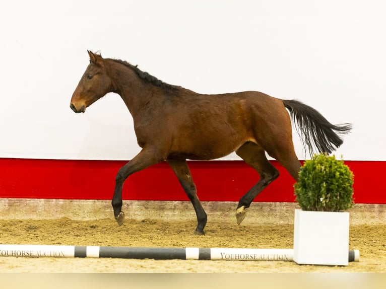 Zangersheide Hengst 2 Jaar 154 cm Bruin in Waddinxveen