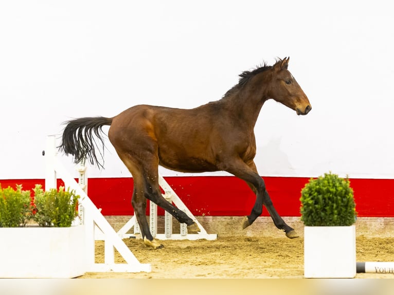 Zangersheide Hengst 2 Jaar 154 cm Bruin in Waddinxveen